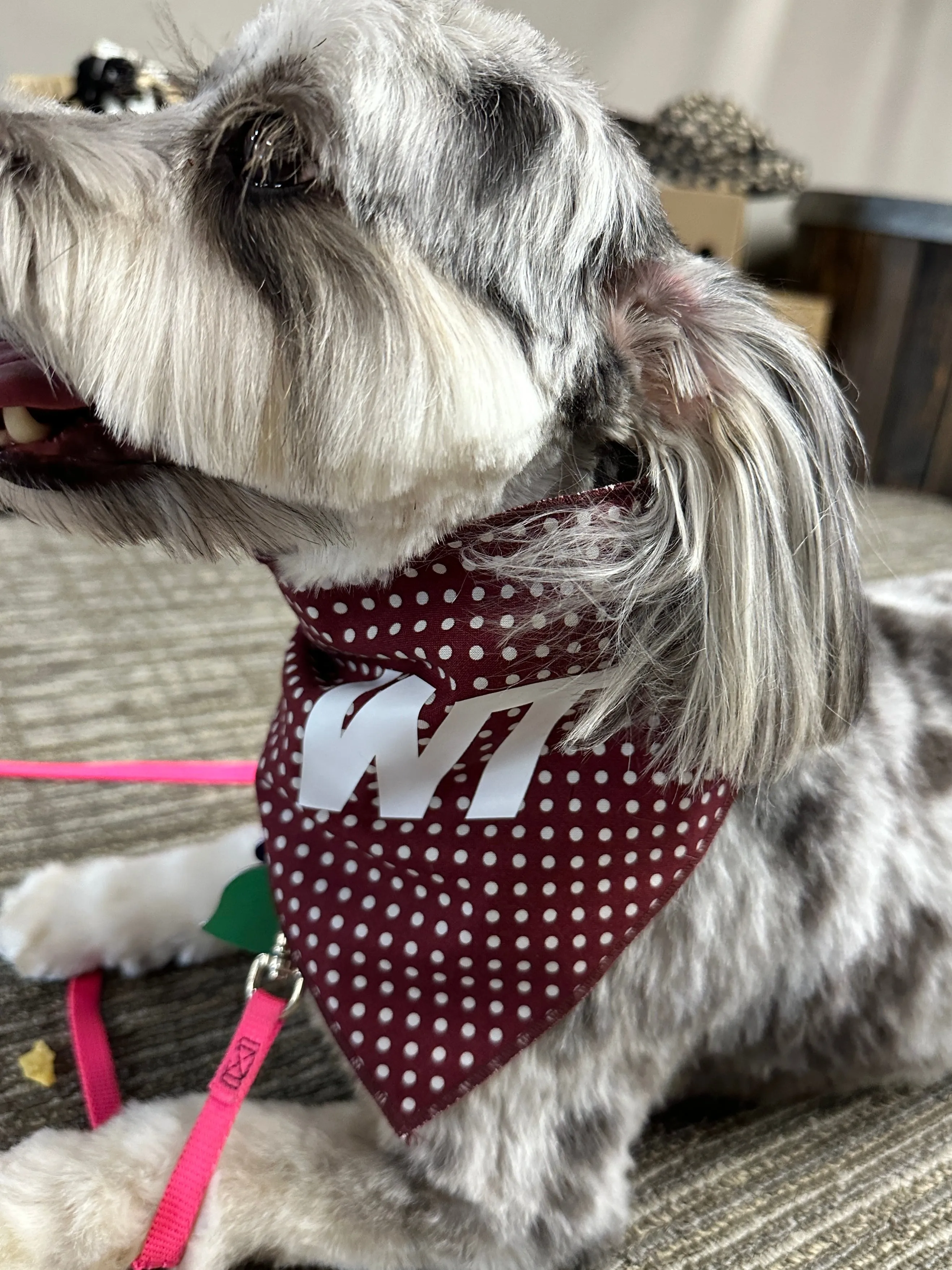 Maroon Polka Dot Pet Scarf