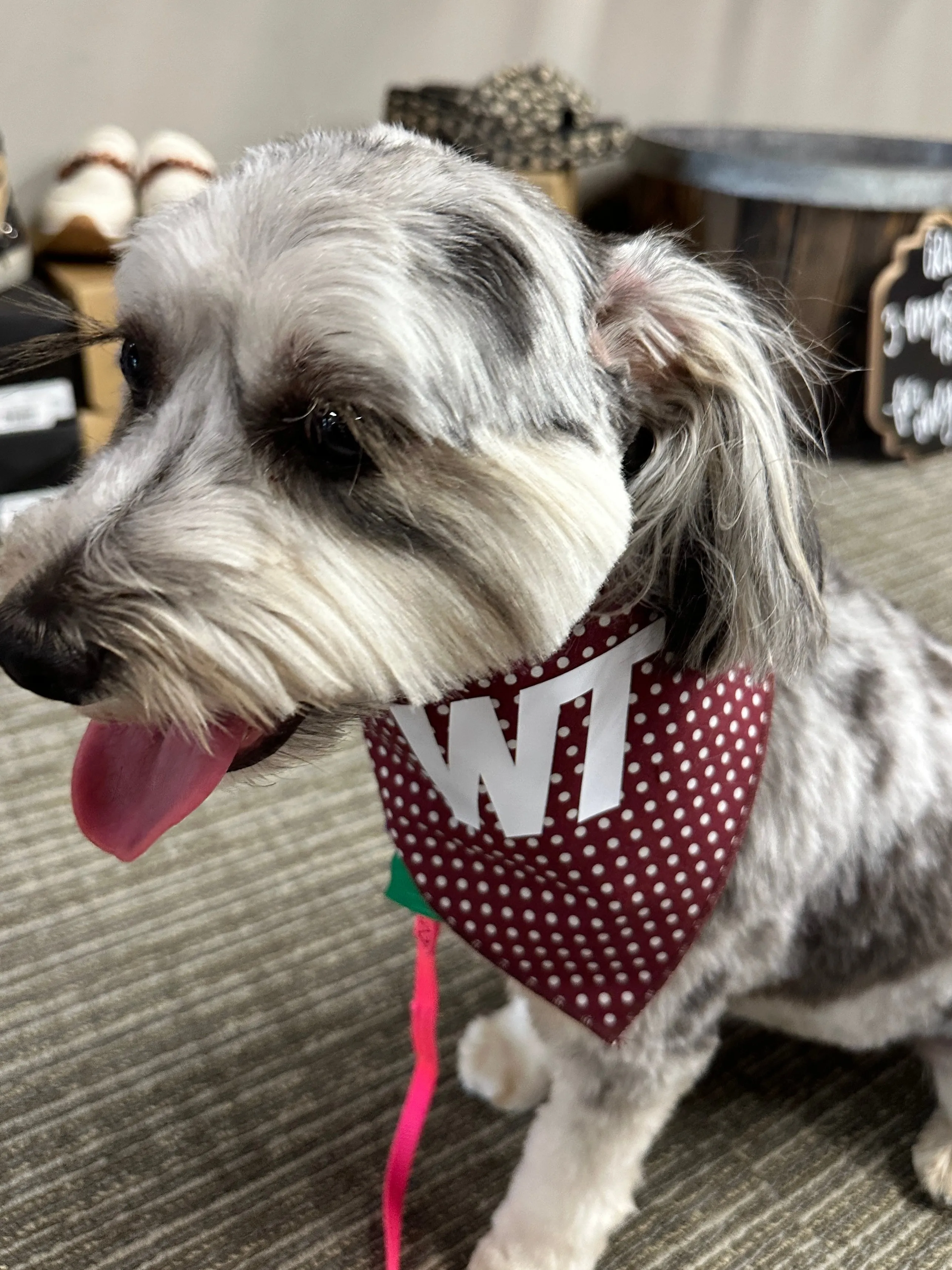 Maroon Polka Dot Pet Scarf